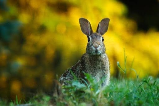 Zoonotic transmission and vectors