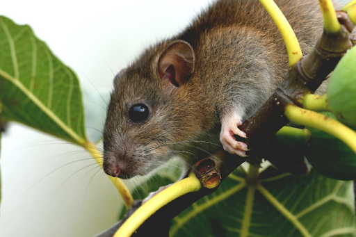 Rodent associated with hantavirus transmission